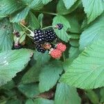 Rubus occidentalisഫലം