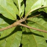 Terminalia bucidoides Leaf