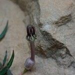 Ceropegia linearis Λουλούδι