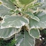 Nicotiana tomentosa Folha