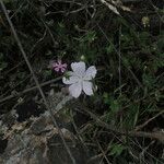 Malva hispanica Virág