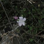 Malva hispanica 花