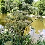 Angelica atropurpurea Habit