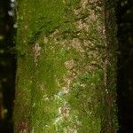 Poecilanthe hostmannii Corteza