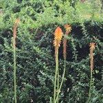 Kniphofia uvaria花