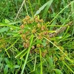 Cyperus entrerianus Habit