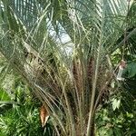 Butia capitata आदत