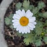 Mauranthemum paludosum Çiçek