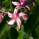 Oxypetalum solanoides Flor