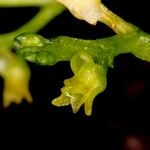 Taeniophyllum muelleri Hoja