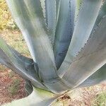 Agave americanaLeaf