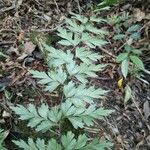 Asplenium aethiopicum Leaf