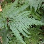 Selaginella flabellata Лист