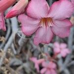 Adenium obesumFlower