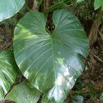 Philodendron giganteum Leaf