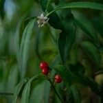 Ardisia crenata Плод