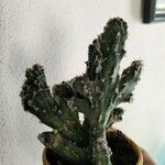 Cereus spegazzinii Leaf