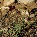 Linaria aeruginea Hàbitat