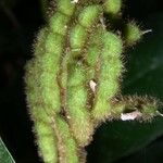 Desmodium heterocarpon Fruto