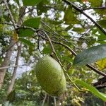 Annona glabra Fruit