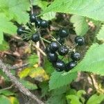 Aralia nudicaulis Frukto