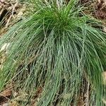 Festuca heterophylla ഇല