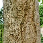 Idesia polycarpa Bark