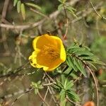 Hypericum lanceolatum Кветка