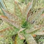 Aloe maculata Leaf