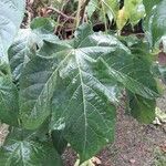 Gossypium barbadense Leaf