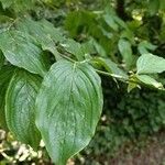 Cornus masFolla