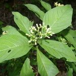 Psychotria pubescens Fleur