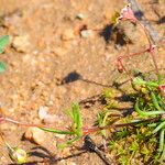 Spergula pentandra Celota