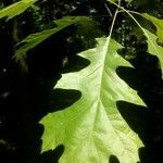 Quercus shumardii Leht