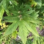 Filipendula rubra Leaf