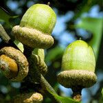 Quercus rubra Fruit
