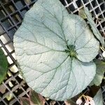 Begonia spp. ᱥᱟᱠᱟᱢ