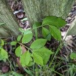 Euonymus alatus Leaf