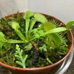 Dionaea muscipula 葉