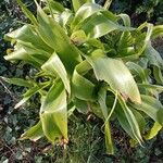 Crinum × powellii Leaf