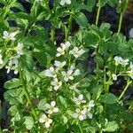 Cardamine amara Kvet