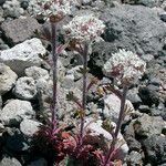 Ipomopsis congesta Habit