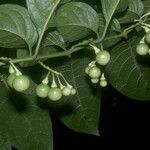 Solanum leucocarpon Фрукт