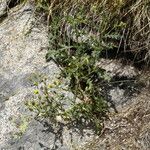 Senecio viscosus Bark