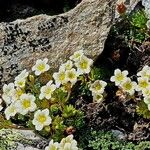 Saxifraga exarata Hábito