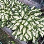 Hosta plantagineaYaprak