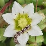 Sedum hirsutum Fula
