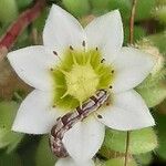 Sedum hirsutum Blüte