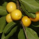 Ximenia americana Fruto