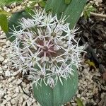 Allium karataviense Blüte